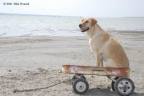 ride